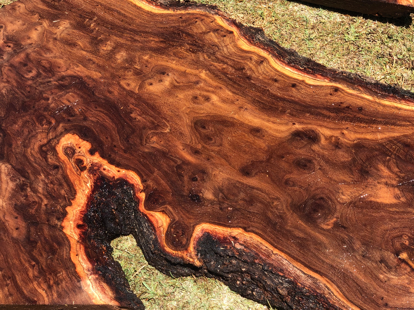 Live Edge Black Walnut Slab - Kiln dries, Premium Finish
